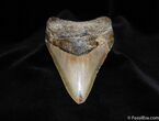 Megalodon Tooth #99-2